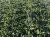 'New Land' Nulla Nulla South Road, South Yilgarn, WA 6426-Image