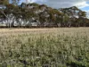 'New Land' Nulla Nulla South Road, South Yilgarn, WA 6426-Image