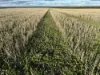 'New Land' Nulla Nulla South Road, South Yilgarn, WA 6426-Image