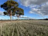 'New Land' Nulla Nulla South Road, South Yilgarn, WA 6426-Image