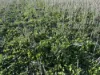 'New Land' Nulla Nulla South Road, South Yilgarn, WA 6426-Image