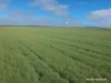 . North West Coastal Highway, Binnu, WA 6532