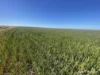 . North West Coastal Highway, Binnu, WA 6532-Image