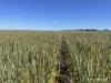 . North West Coastal Highway, Binnu, WA 6532-Image