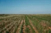 Pompies & Town, Loxton, SA 5333-Image