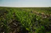 Pompies & Town, Loxton, SA 5333-Image