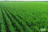 Proposed L Kitto Road, Arthurton, SA 5572-Image
