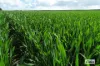 Proposed L Kitto Road, Arthurton, SA 5572-Image