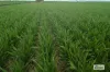Proposed L Kitto Road, Arthurton, SA 5572-Image