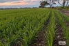 Proposed L Kitto Road, Arthurton, SA 5572-Image