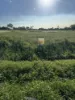 Proposed Lot 2 Molongle Beach Road, Gumlu, Qld 4805-Image