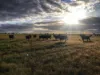 Rosewood Aggregation 7033 The Gipps Way, Condobolin, NSW 2877-Image