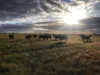 Rosewood Aggregation/7033 The Gipps Way, Condobolin NSW 2877-Image