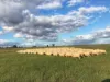 Rosewood Aggregation/7033 The Gipps Way, Condobolin NSW 2877-Image