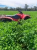 Rosewood Aggregation 7033 The Gipps Way, Condobolin, NSW 2877-Image