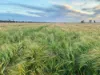 Rosewood Aggregation/7033 The Gipps Way, Condobolin NSW 2877-Image