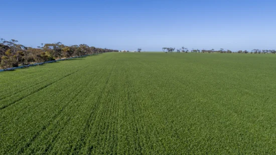 'Rudds' Allotment 81 Ardrossan Road, Maitland, SA 5573