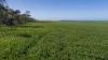 'Rudds' Allotment 81 Ardrossan Road, Maitland, SA 5573-Image