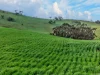 'Schumachers Range' Weichert Road, Bethel SA 5373-Image