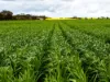 Sect. 176 Weavers North Road, Ramsay, SA 5575-Image