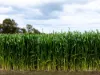 Sect. 176 Weavers North Road, Ramsay, SA 5575-Image