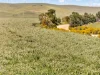 'Sharpes Well' Ireland Road, Mundoora SA 5555-Image