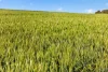'Sharpes Well' Ireland Road, Mundoora SA 5555-Image