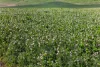 'Sharpes Well' Ireland Road, Mundoora SA 5555-Image