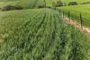 'Sharpes Well' Ireland Road, Mundoora SA 5555-Image