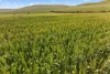 'Sharpes Well' Ireland Road, Mundoora SA 5555-Image