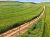 'Sharpes Well' Ireland Road, Mundoora SA 5555-Image