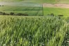 'Sharpes Well' Ireland Road, Mundoora SA 5555-Image