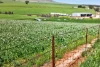 'Sharpes Well' Ireland Road, Mundoora SA 5555-Image