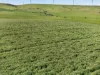 'Sharpes Well' Ireland Road, Mundoora SA 5555-Image