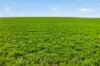 'Shepherds' Thomas Plains Road, Thrington, SA 5552-Image