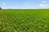 'Shepherds' Thomas Plains Road, Thrington, SA 5552-Image