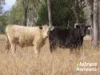 "Sixty-Two" Rennicks Road, Chinchilla, Qld 4413-Image