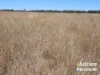 "Sixty-Two" Rennicks Road, Chinchilla, Qld 4413-Image