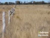 "Sixty-Two" Rennicks Road, Chinchilla, Qld 4413-Image
