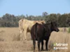 "Sixty-Two" Rennicks Road, Chinchilla, Qld 4413-Image