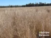 "Sixty-Two" Rennicks Road, Chinchilla, Qld 4413-Image