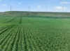 'Southams' Ireland Road, Mundoora SA 5555-Image