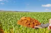 'Southams' Ireland Road, Mundoora SA 5555-Image