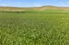 'Southams' Ireland Road, Mundoora SA 5555-Image
