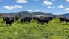 "Spring Flats" 1131 Timor Mountain Road, Maules Creek, NSW 2382-Image