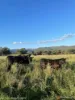 "Spring Flats" 1131 Timor Mountain Road, Maules Creek, NSW 2382-Image