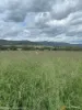 "Spring Flats" 1131 Timor Mountain Road, Maules Creek, NSW 2382-Image
