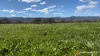 "Spring Flats" 1131 Timor Mountain Road, Maules Creek, NSW 2382-Image