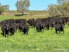 "Spring Flats" 1131 Timor Mountain Road, Maules Creek, NSW 2382-Image