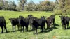"Spring Flats" 1131 Timor Mountain Road, Maules Creek, NSW 2382-Image